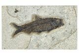 Detailed Fossil Fish (Knightia) - Wyoming #292348-1